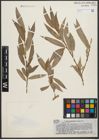 Foto von Salix pycnostachya Andersson